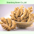 2015 New Chinese Organic Fresh Ginger
